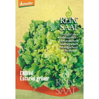BIO Endiviensalat Escariol grüner