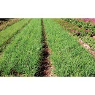 BIO Schnittlauch, mittelgrobröhrig